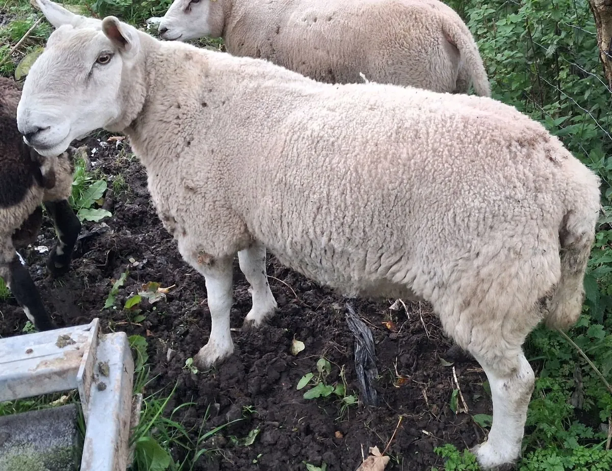 Cheviot Ram - Image 2