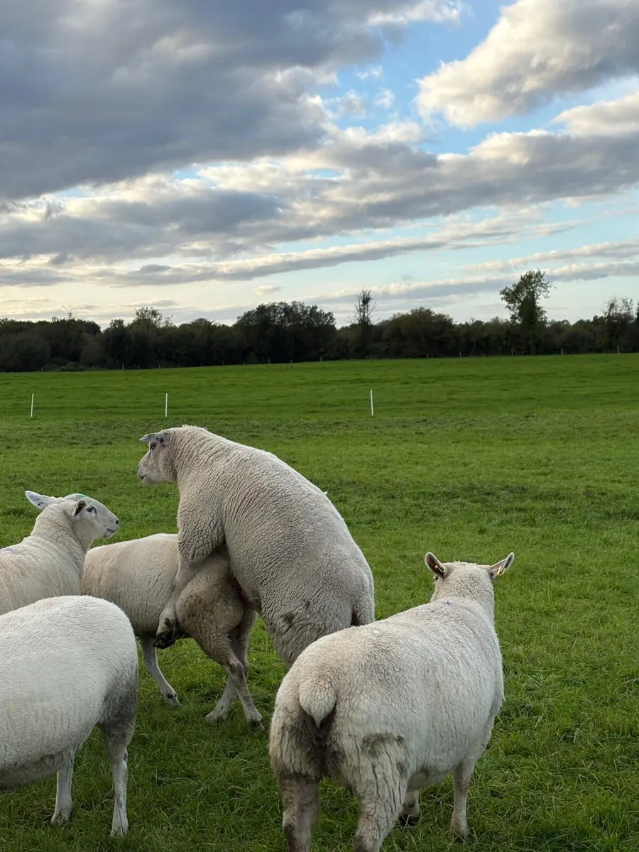 3 year old Chartex Ram - Image 3