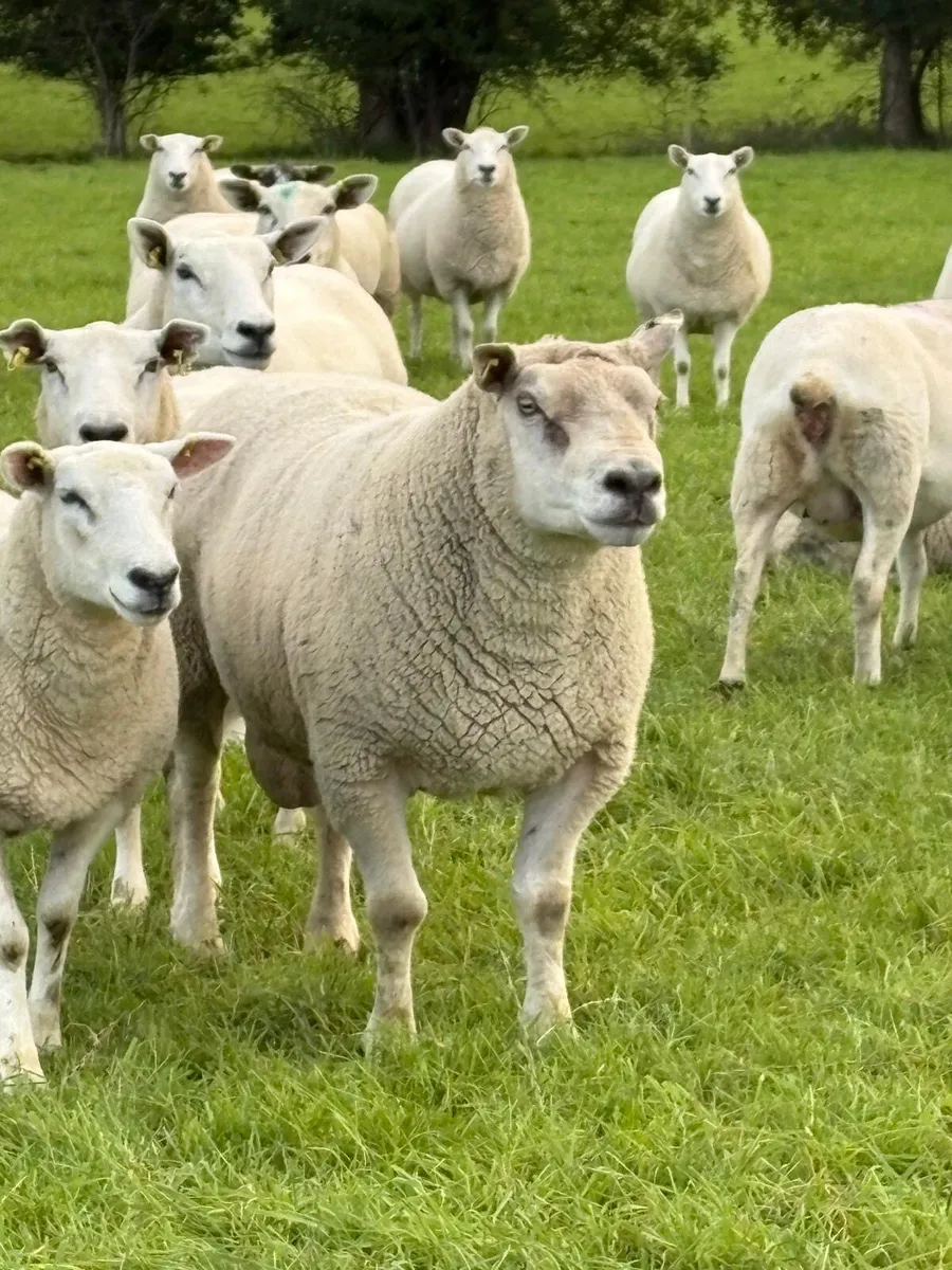 3 year old Chartex Ram - Image 1