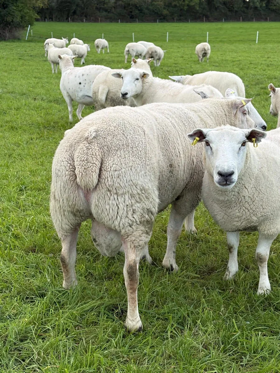 3 year old Chartex Ram - Image 4