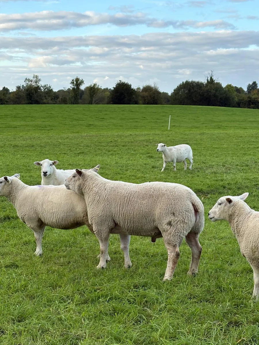 3 year old Chartex Ram - Image 2