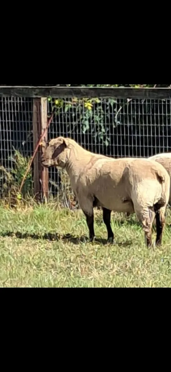Rams Vendeen + beltex - Image 1