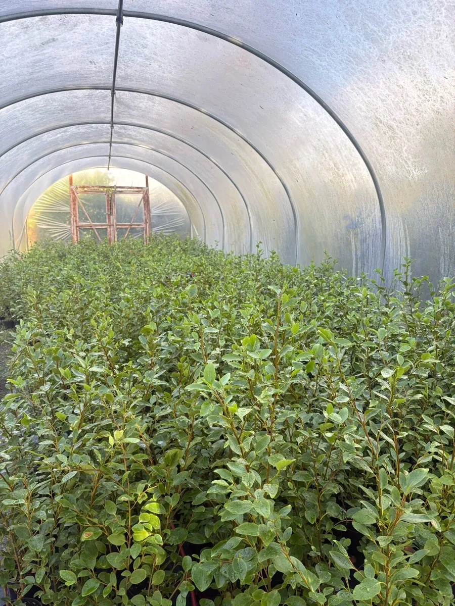 Griselinia Hedging 4ft - Image 1