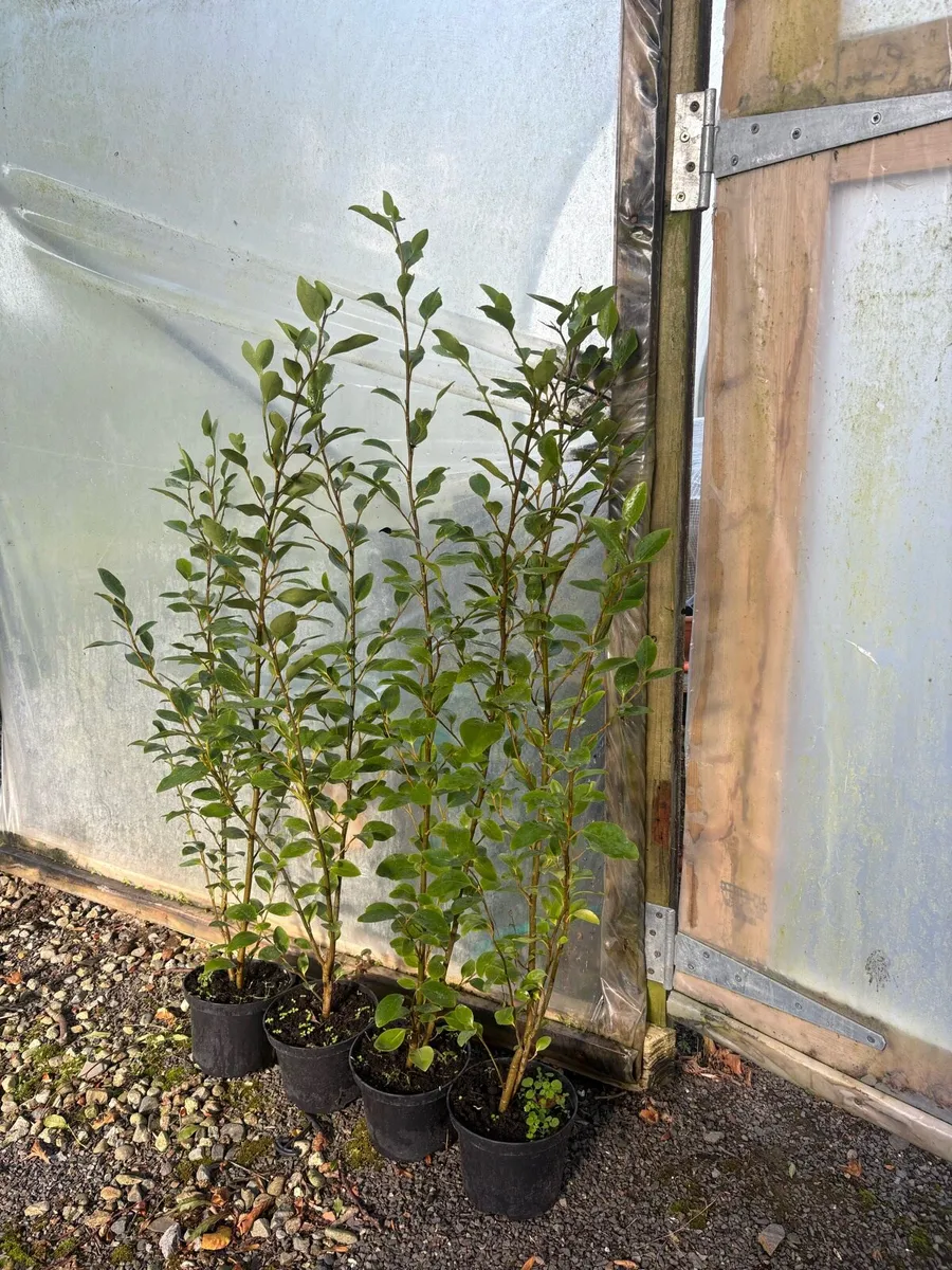 Griselinia Hedging 4ft - Image 2