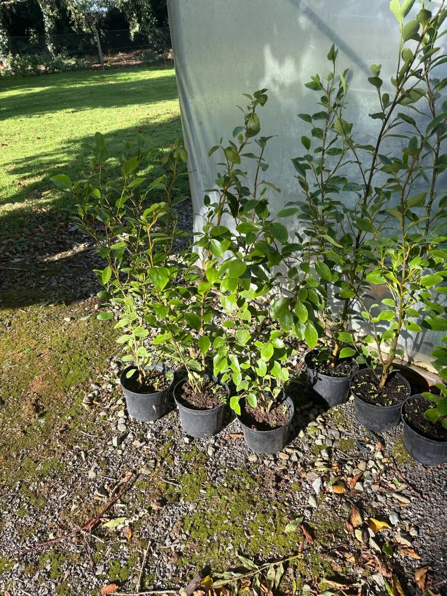 Griselinia Hedging 4ft - Image 3