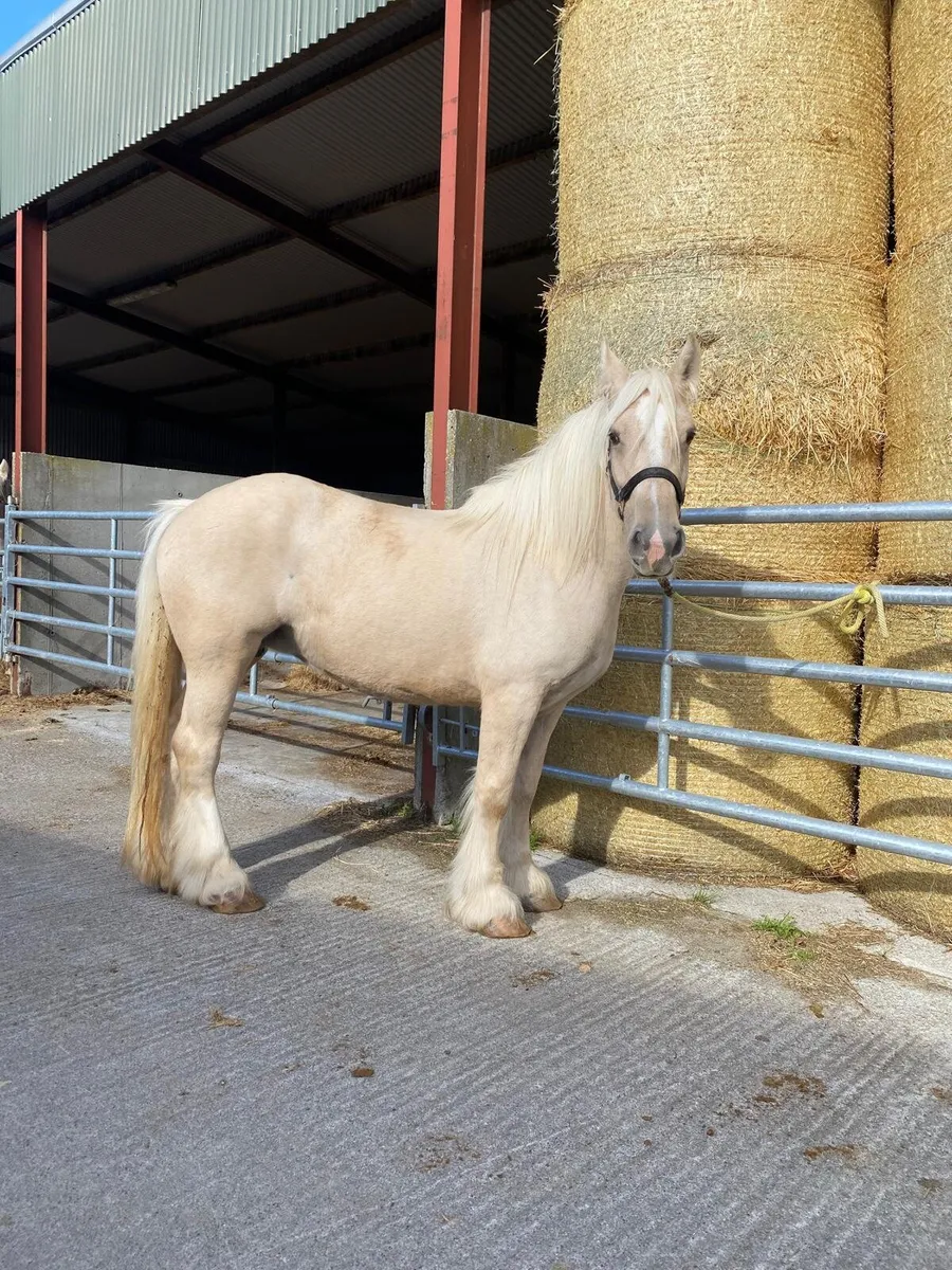 Super palomino 6 year old mare  seriously enquires - Image 1