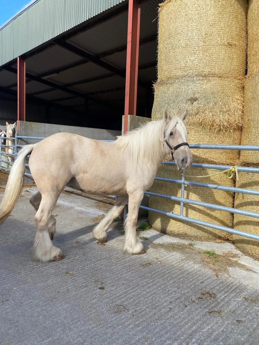 Super palomino 6 year old mare  seriously enquires - Image 4