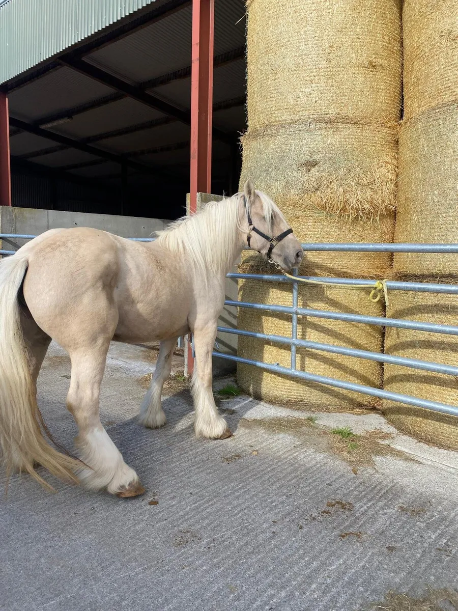 Super palomino 6 year old mare  seriously enquires - Image 2