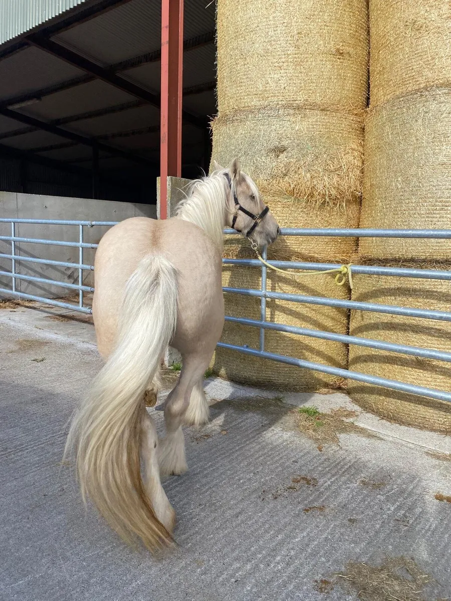 Super palomino 6 year old mare  seriously enquires - Image 3