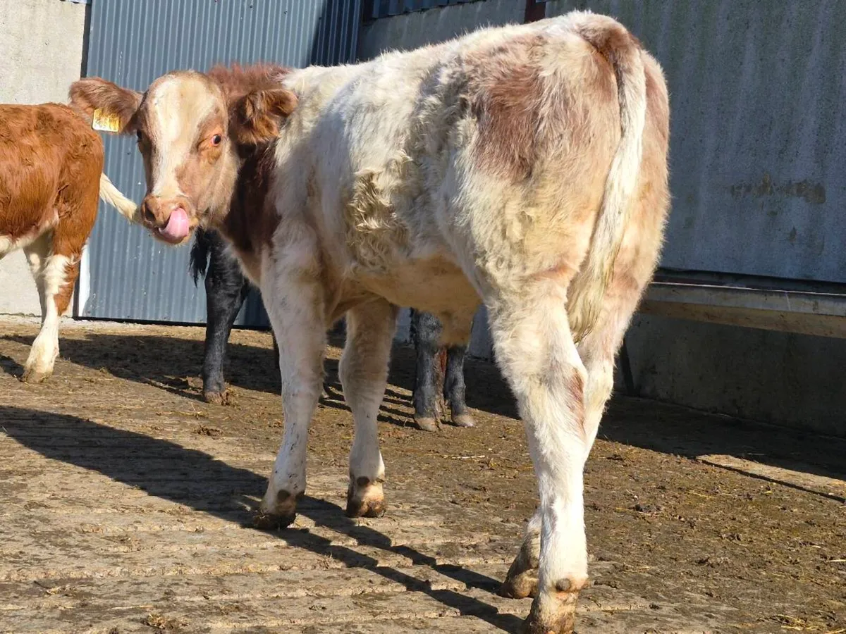 7 Bull Weanlings For Sale - Image 2