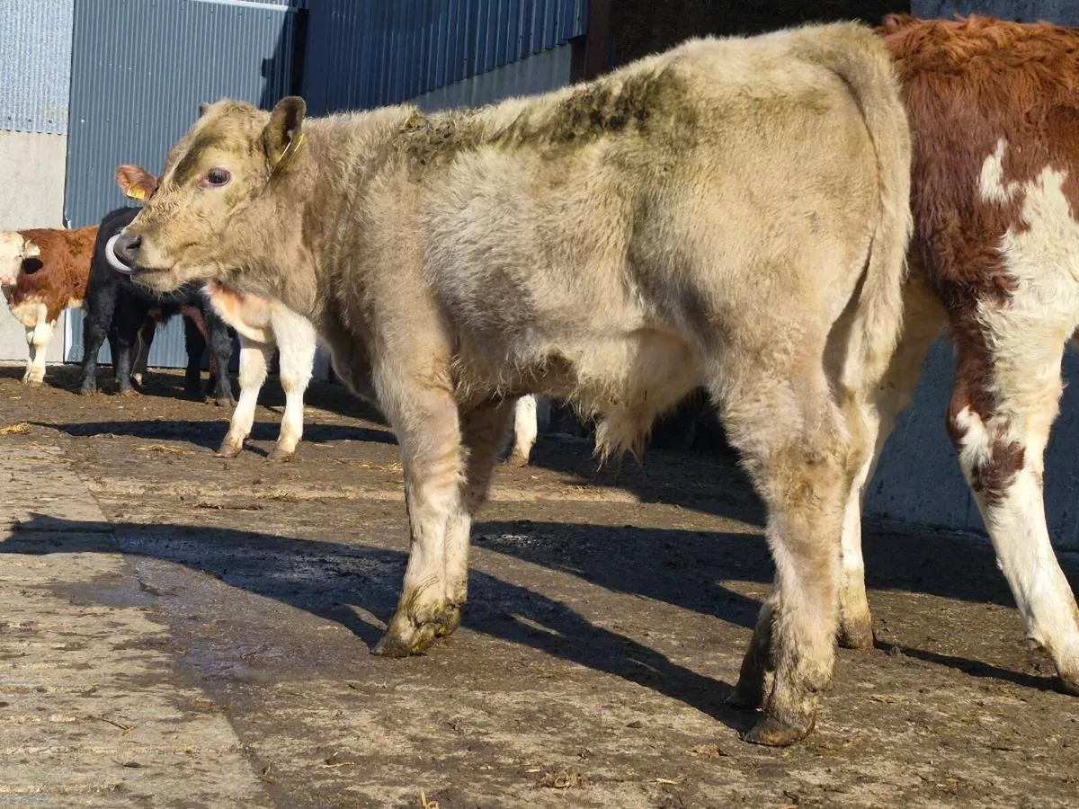 7 Bull Weanlings For Sale - Image 1