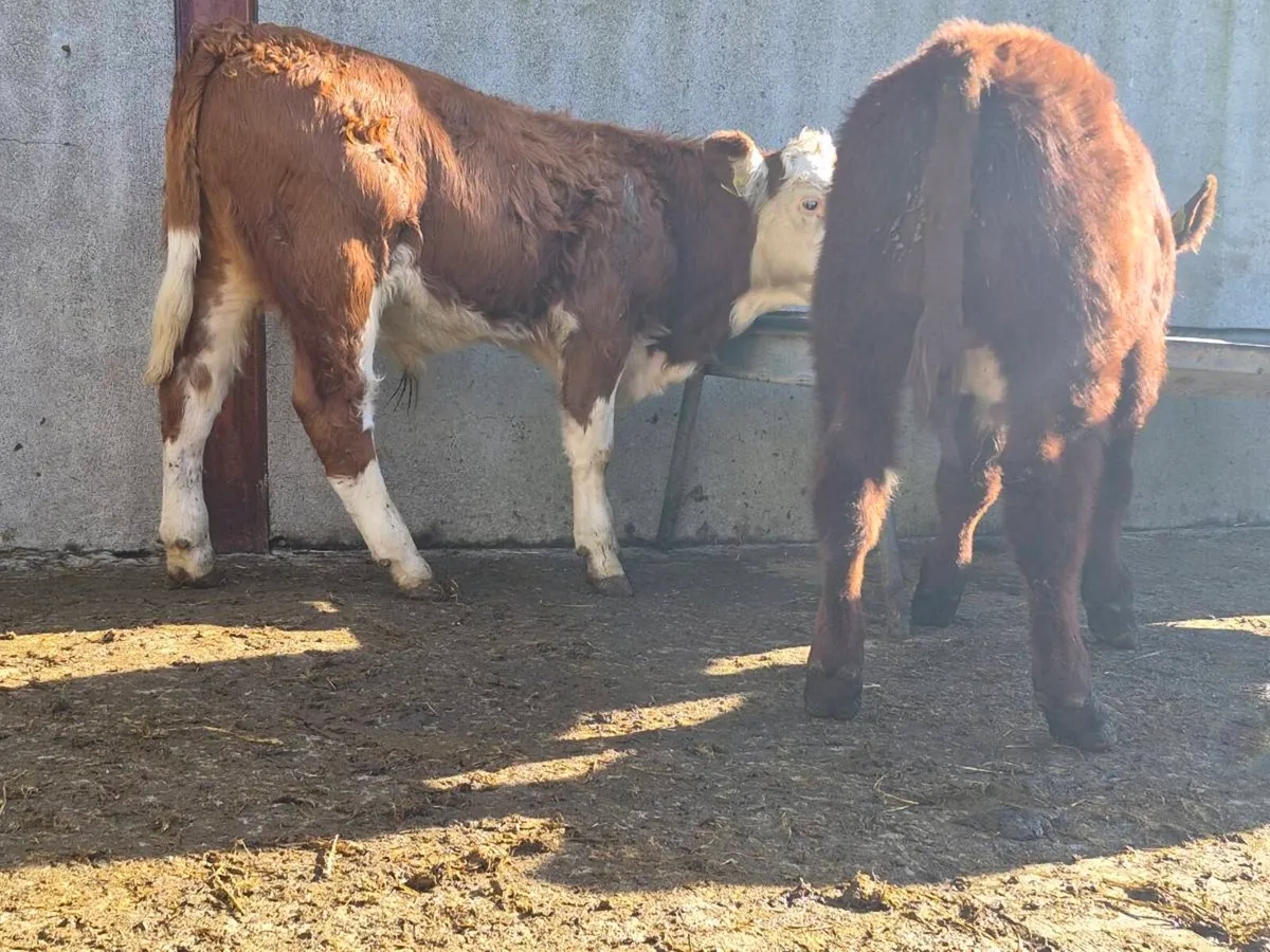 7 Bull Weanlings For Sale - Image 3