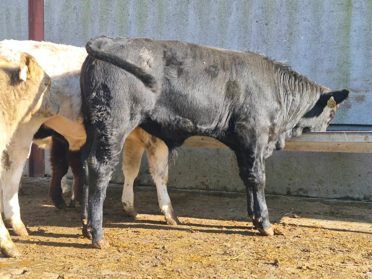 7 Bull Weanlings For Sale - Image 4