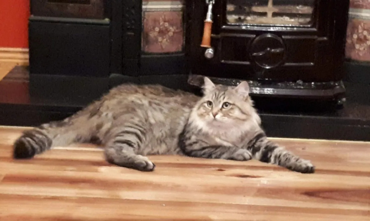 Siberian cats - Image 1