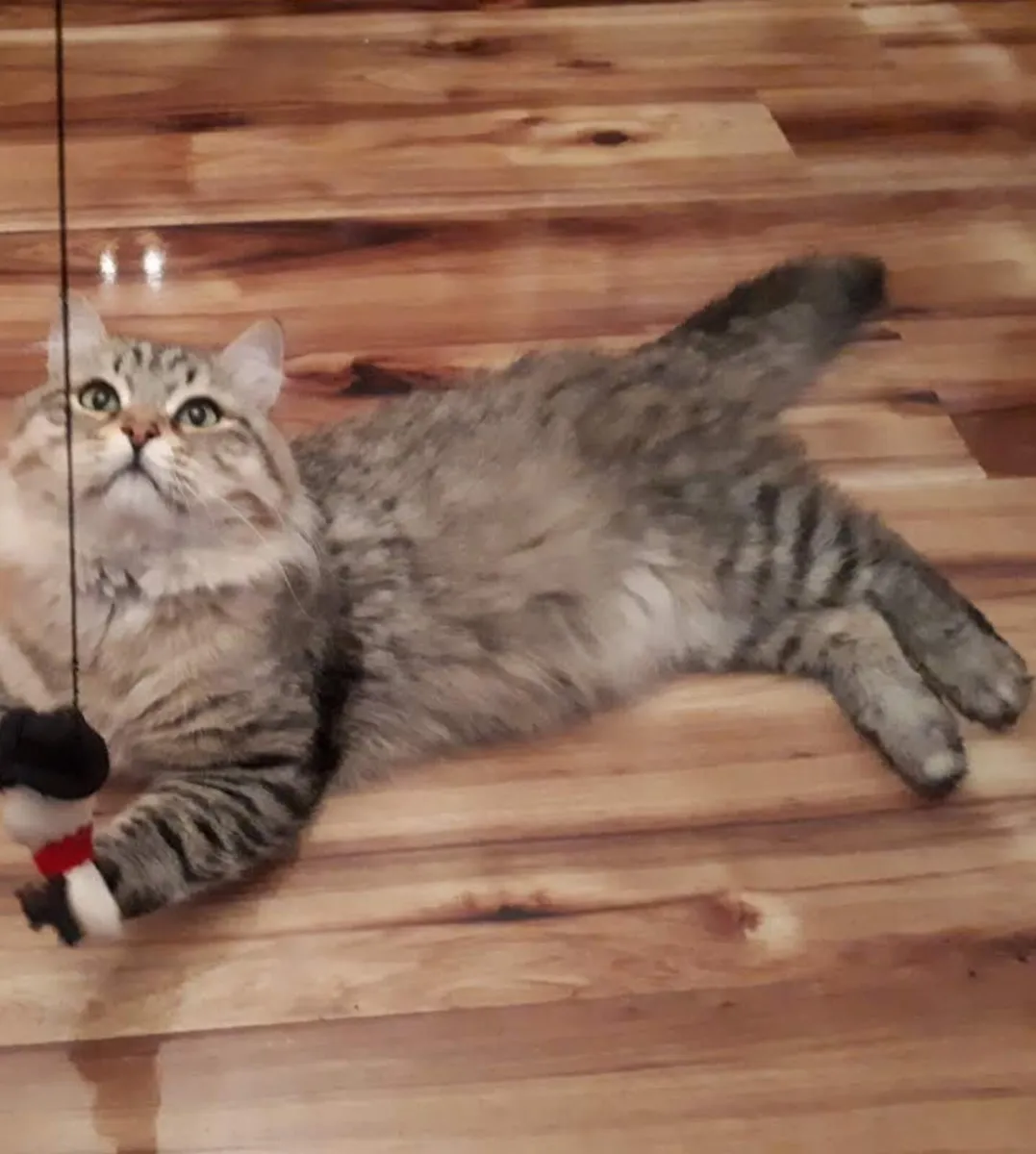Siberian cats - Image 2