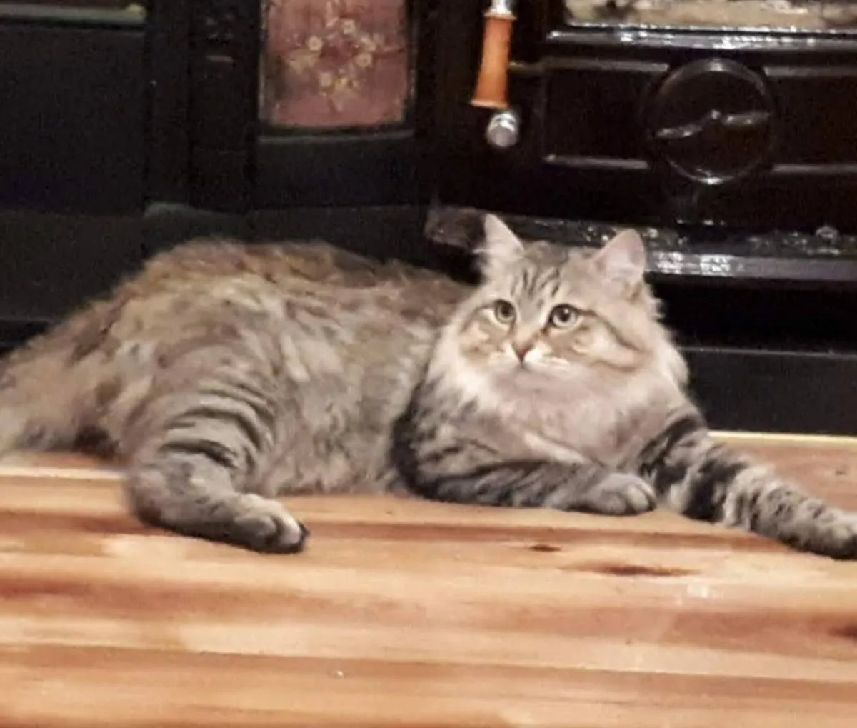 Siberian cats - Image 3