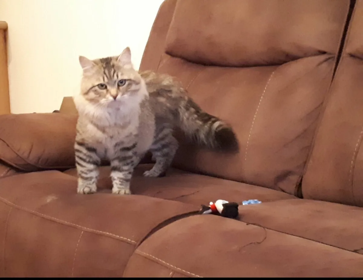Siberian cats - Image 4