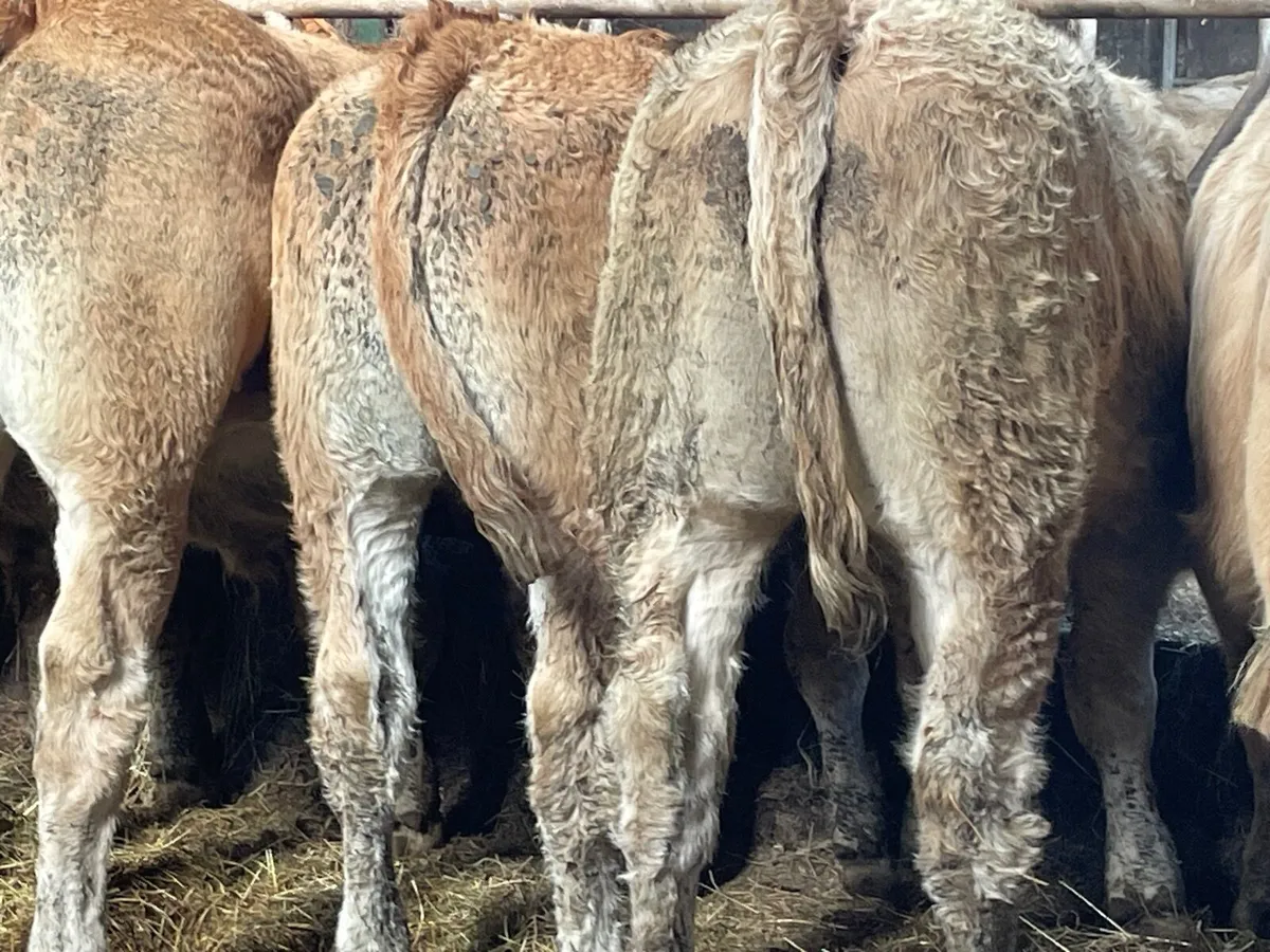 10 outstanding u grade store bullocks - Image 2