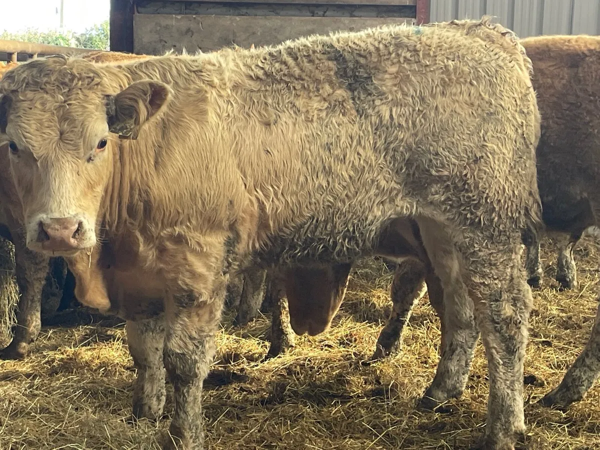 10 outstanding u grade store bullocks - Image 3