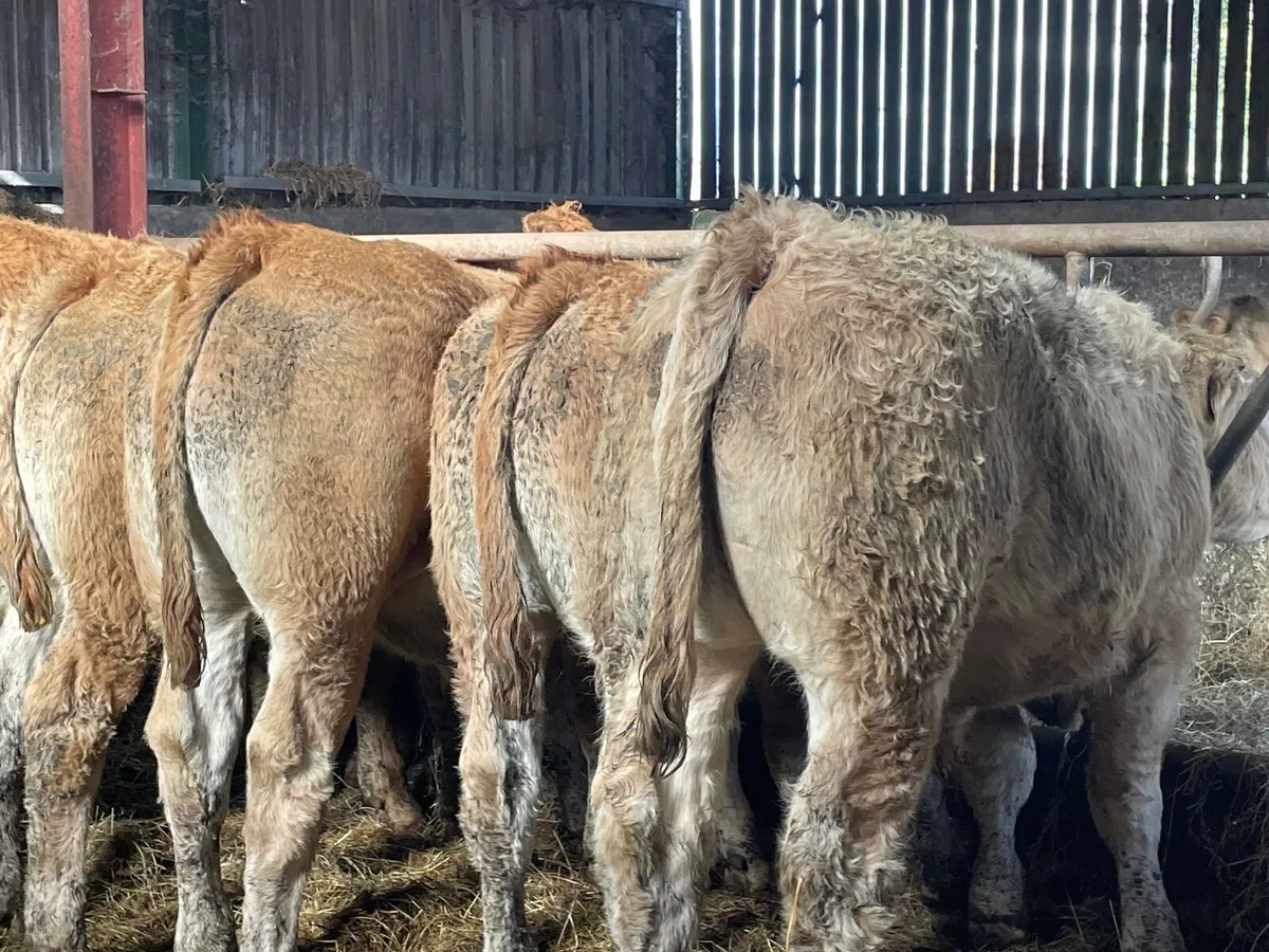 10 outstanding u grade store bullocks - Image 4