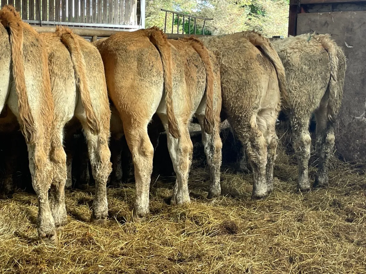 10 outstanding u grade store bullocks - Image 1