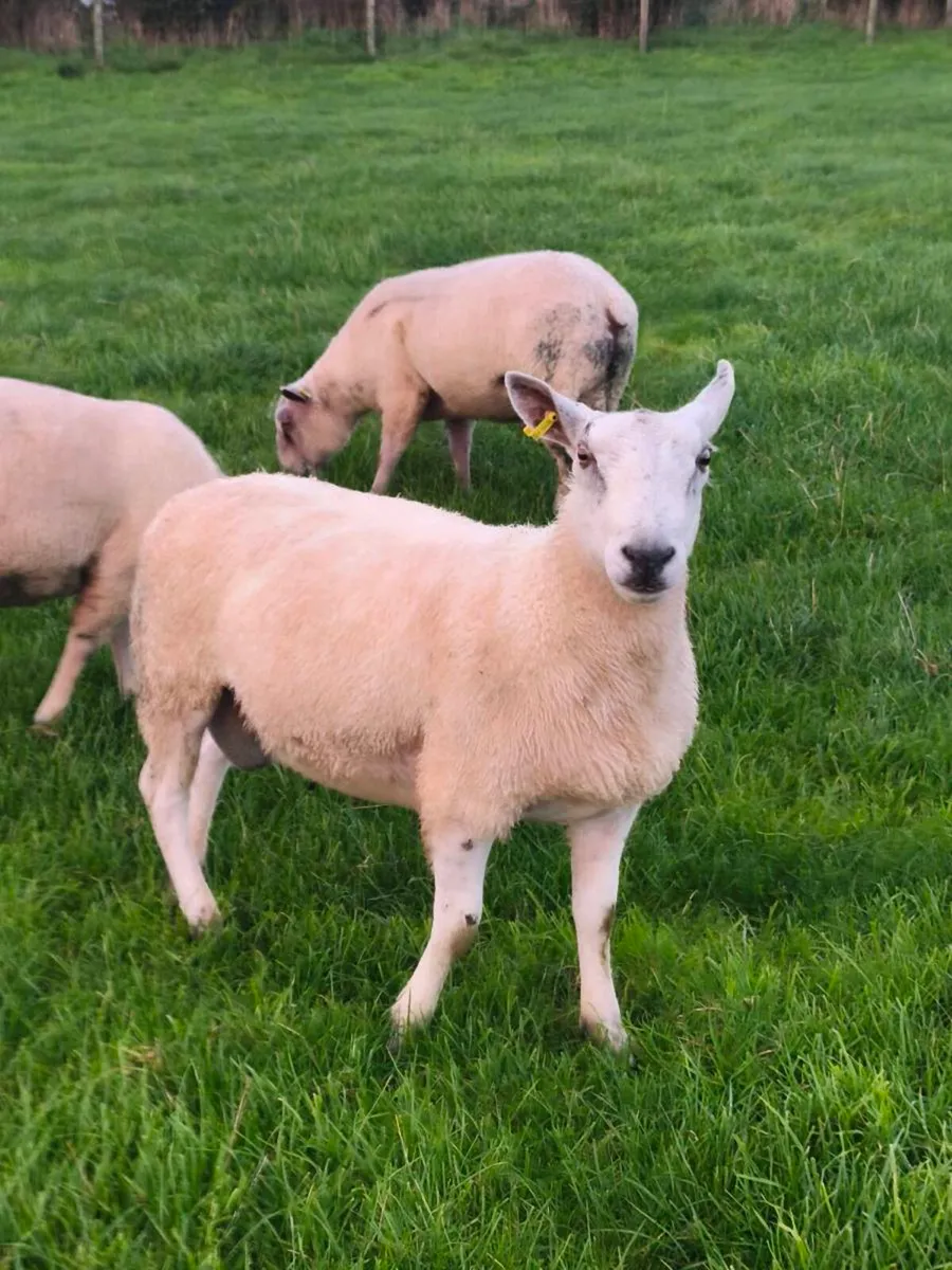 Aberfield Ram - Image 1