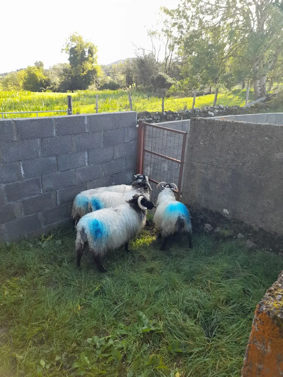 Mountain ram lambs - Image 3