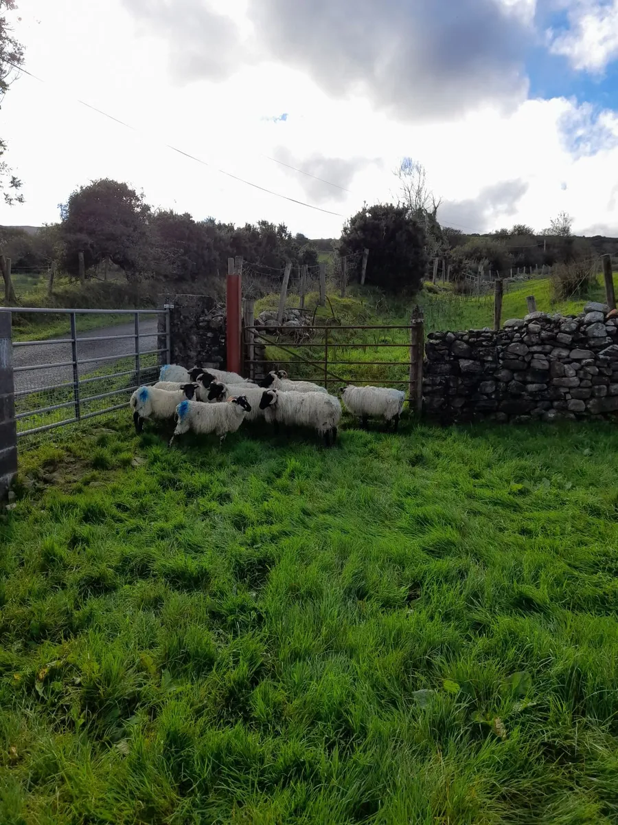 Mountain ram lambs - Image 4