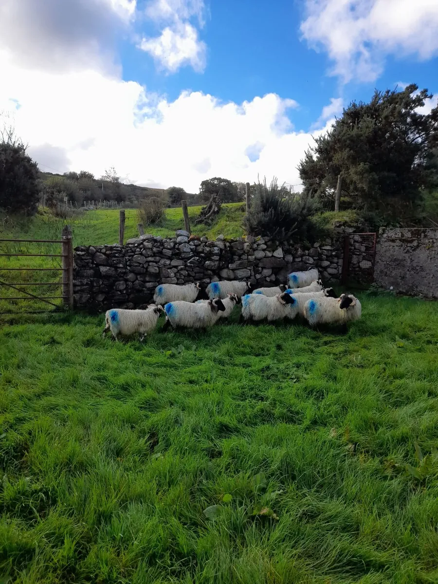 Mountain ram lambs - Image 1
