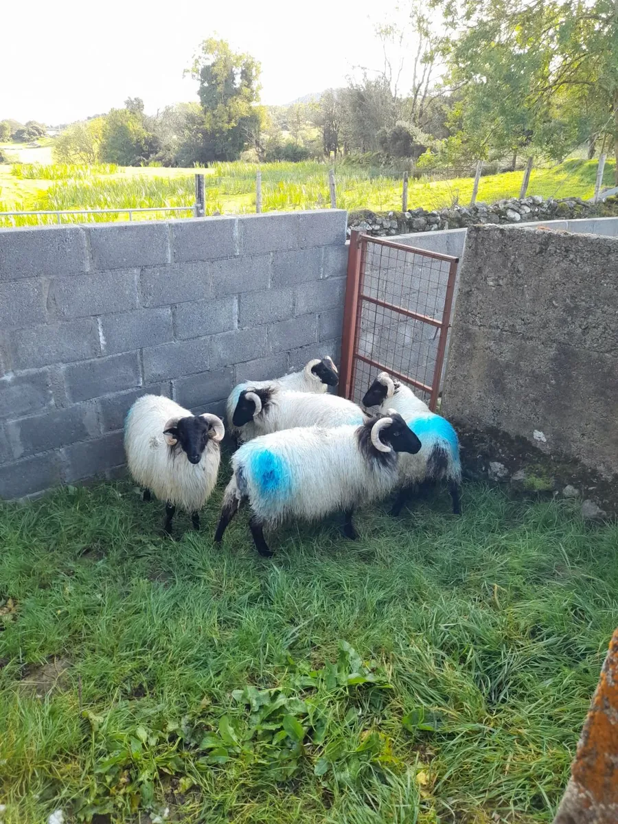Mountain ram lambs - Image 2