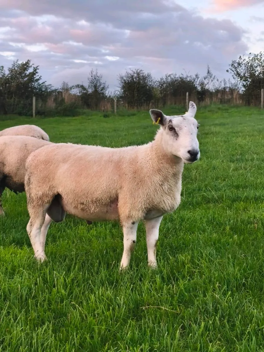 Aberfield Ram - Image 2