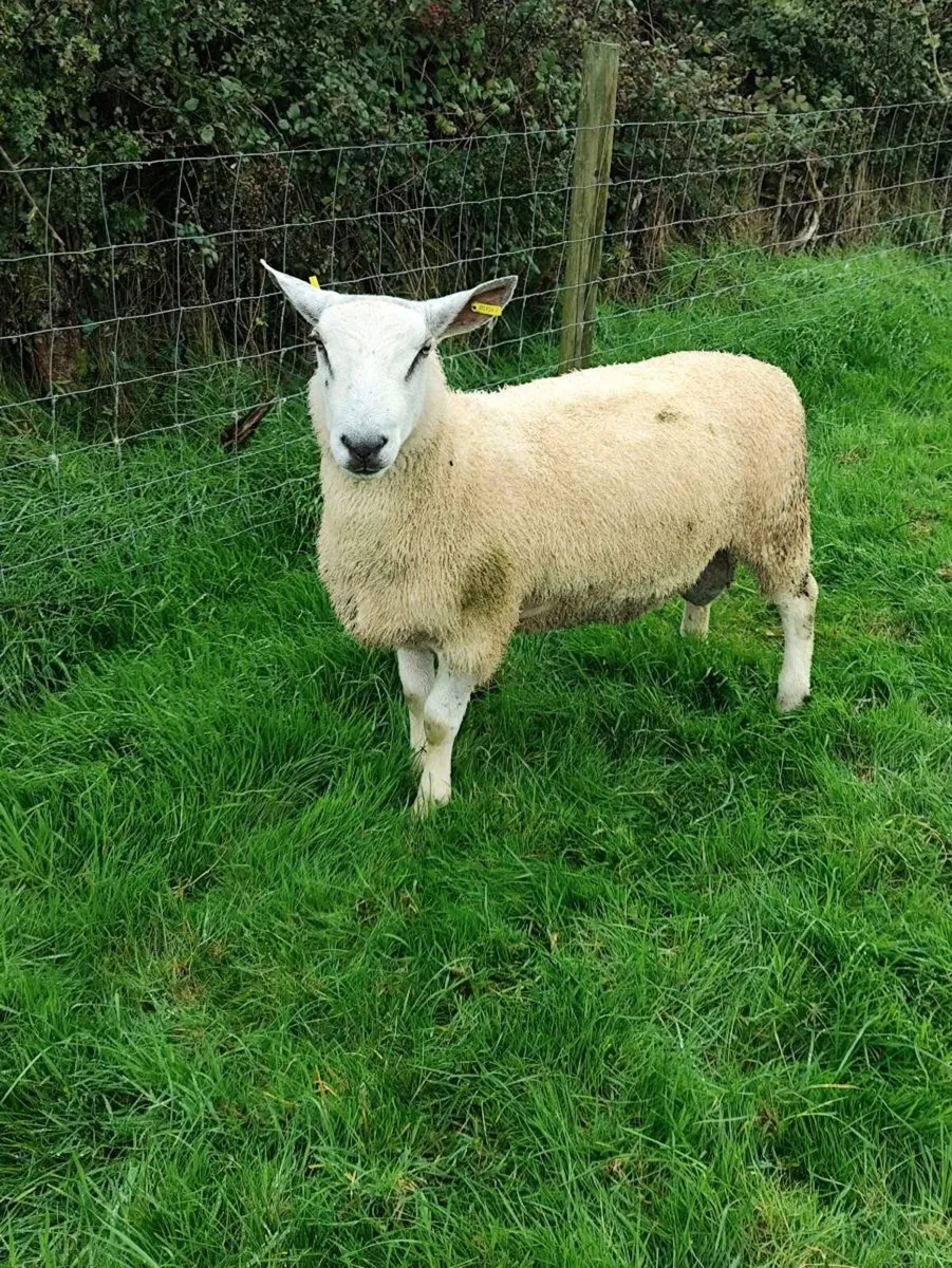 Aberfield Ram - Image 3