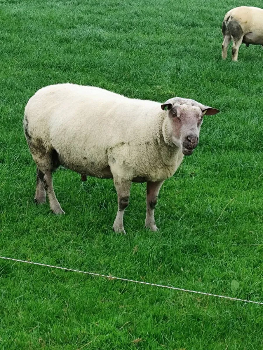 Aberfield Ram - Image 4
