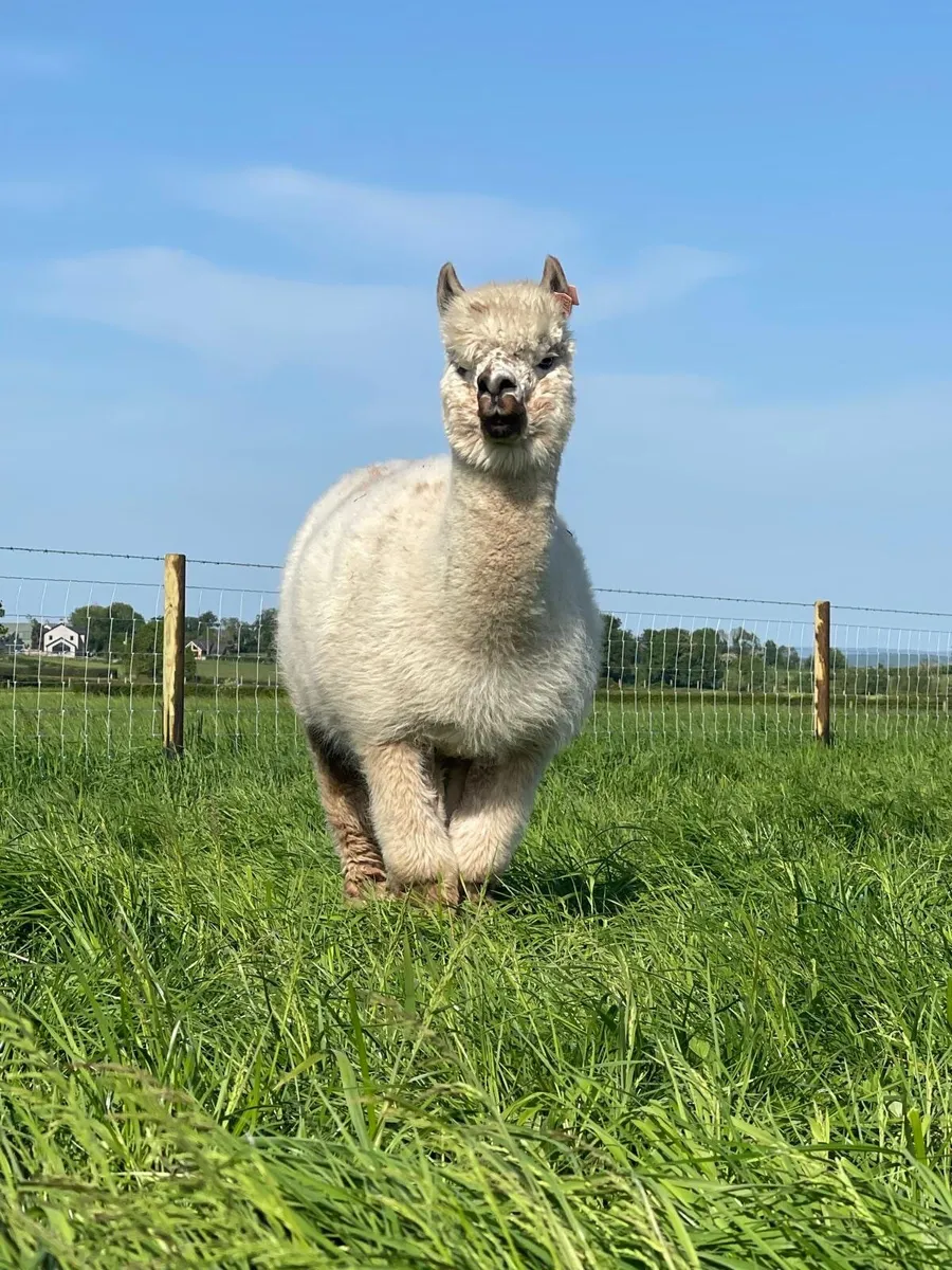 Alpaca - Image 1