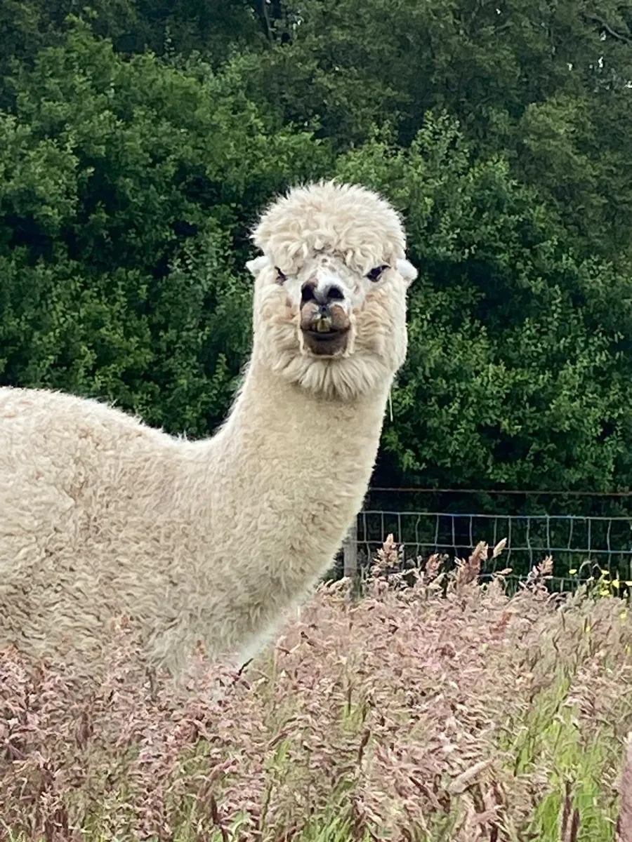 Alpaca - Image 2