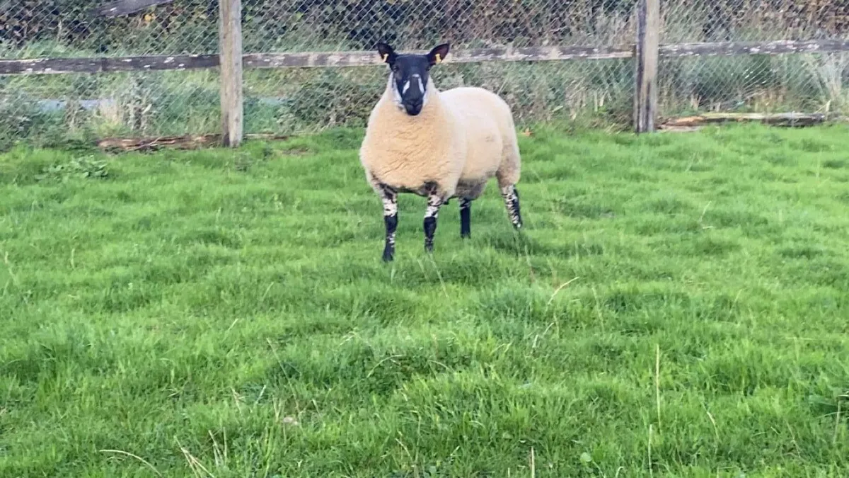 Milford Hogget Rams - Image 1