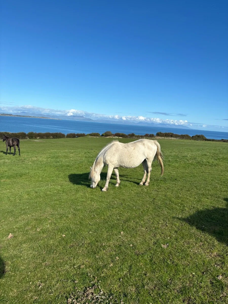 Connemara mare - Image 2