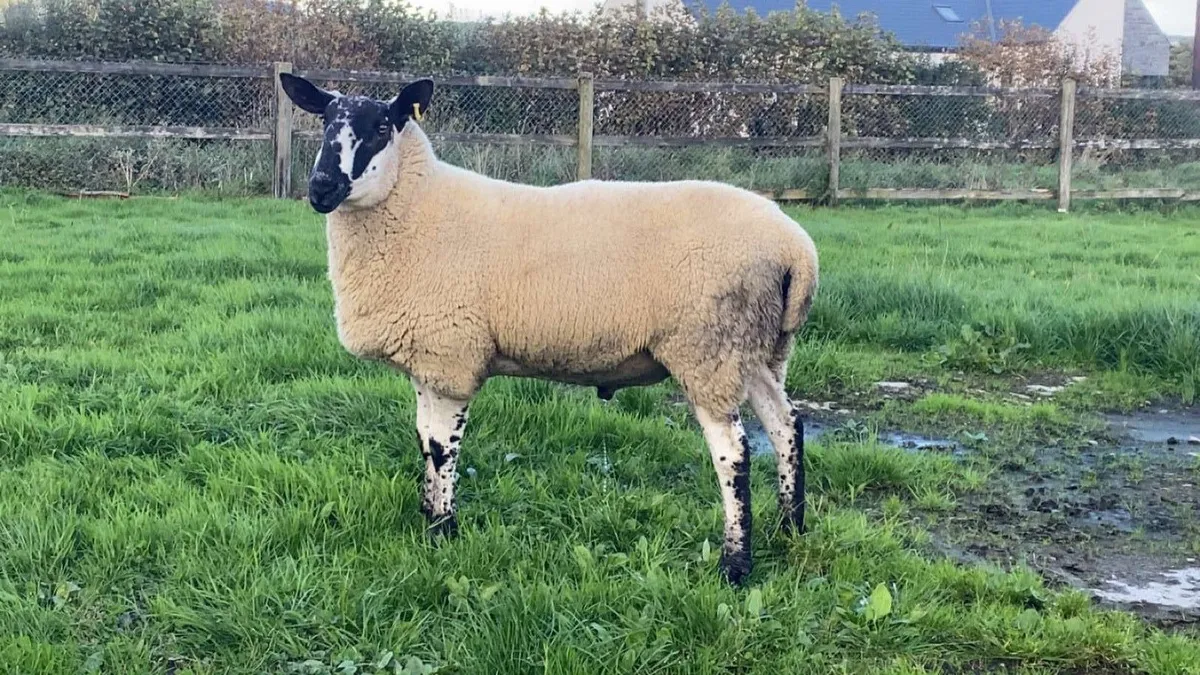 Milford Hogget Rams - Image 2