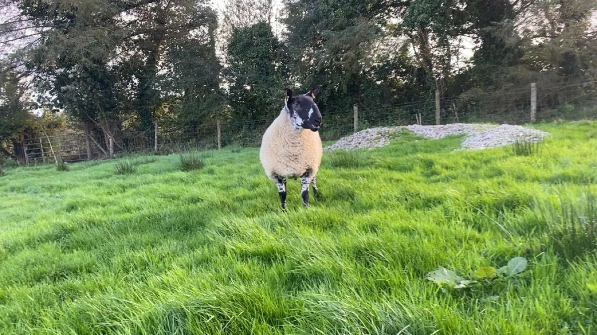 Milford Hogget Rams - Image 3
