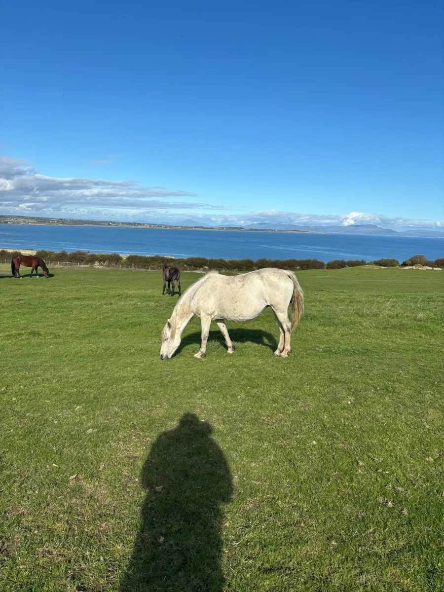 Connemara mare - Image 1