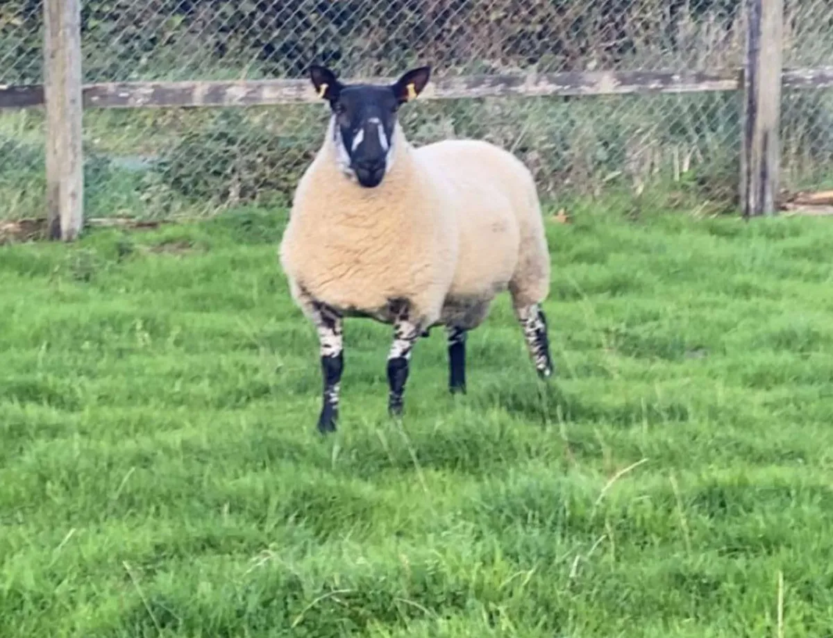 Milford Hogget Rams - Image 4