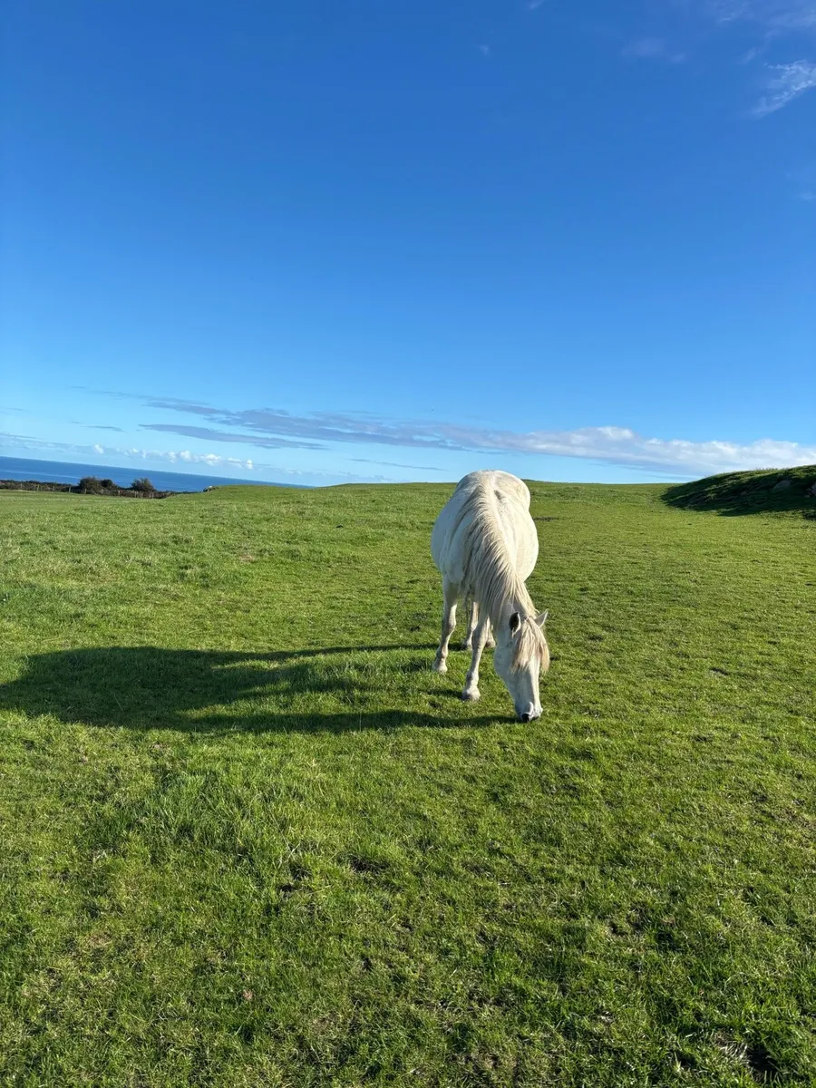 Connemara mare - Image 3
