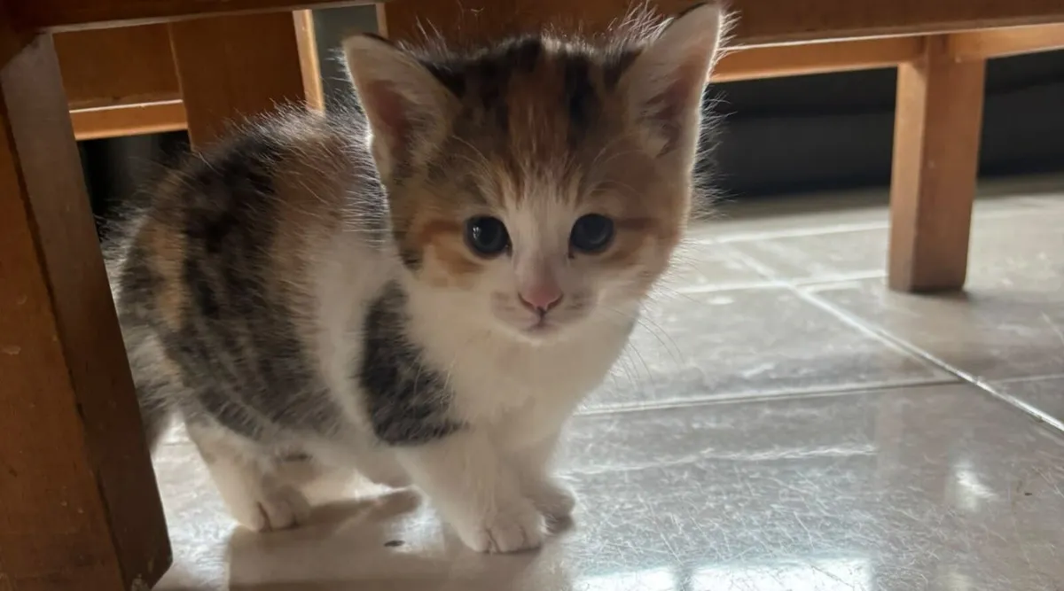 Kittens - Image 4