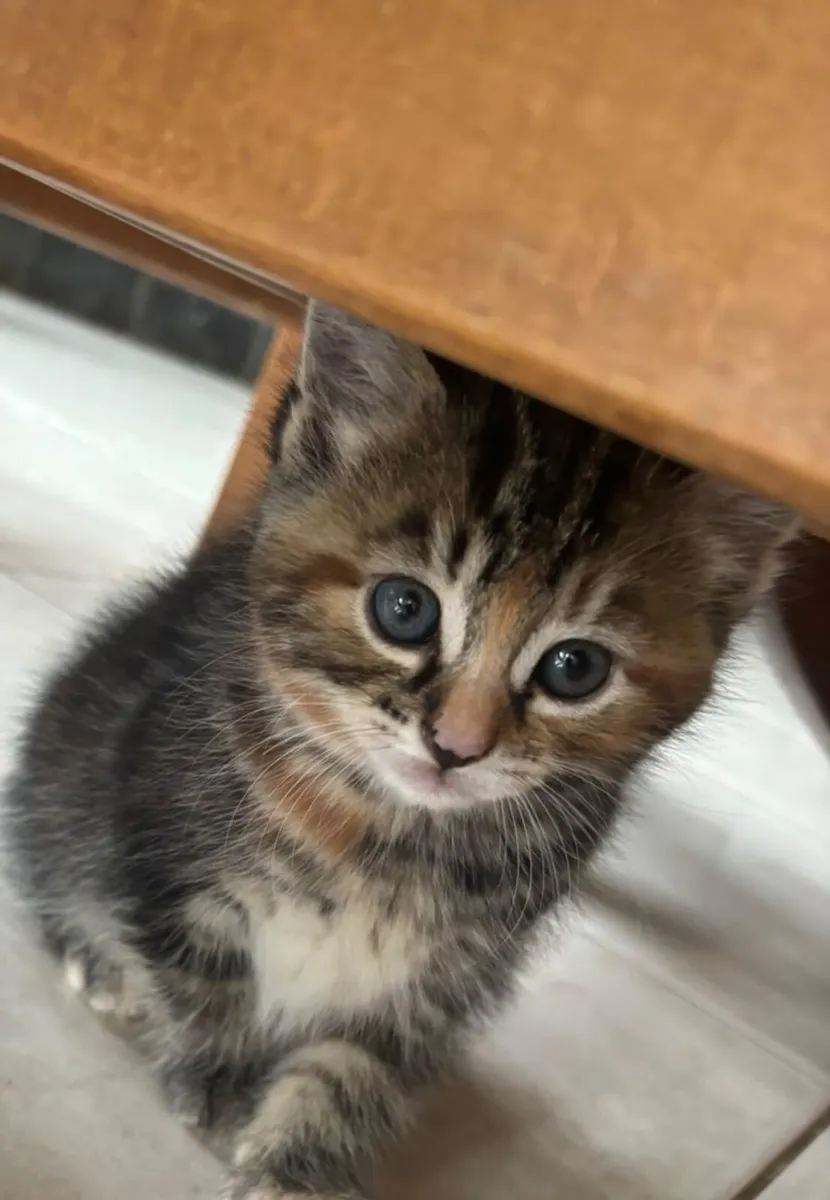 Kittens - Image 2