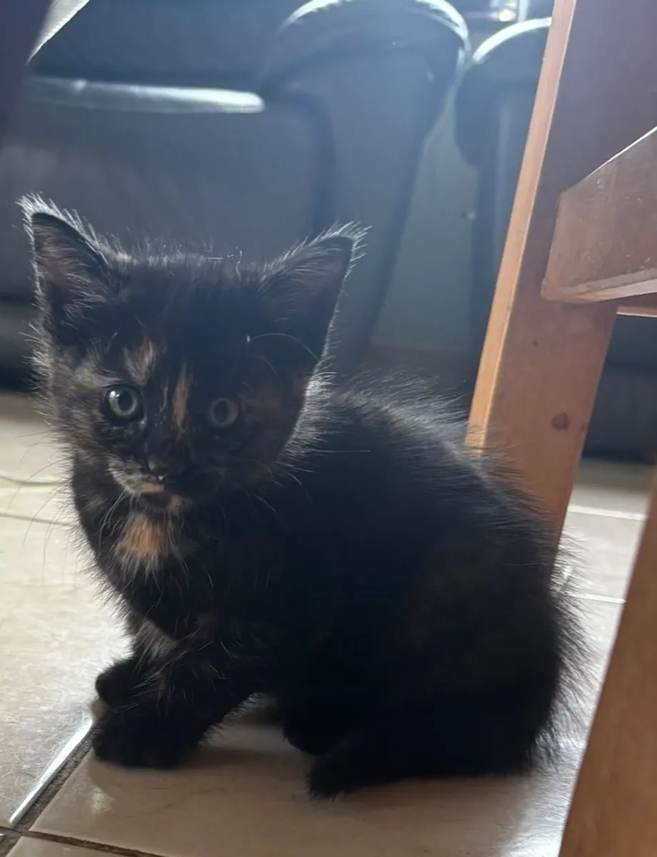 Kittens - Image 3