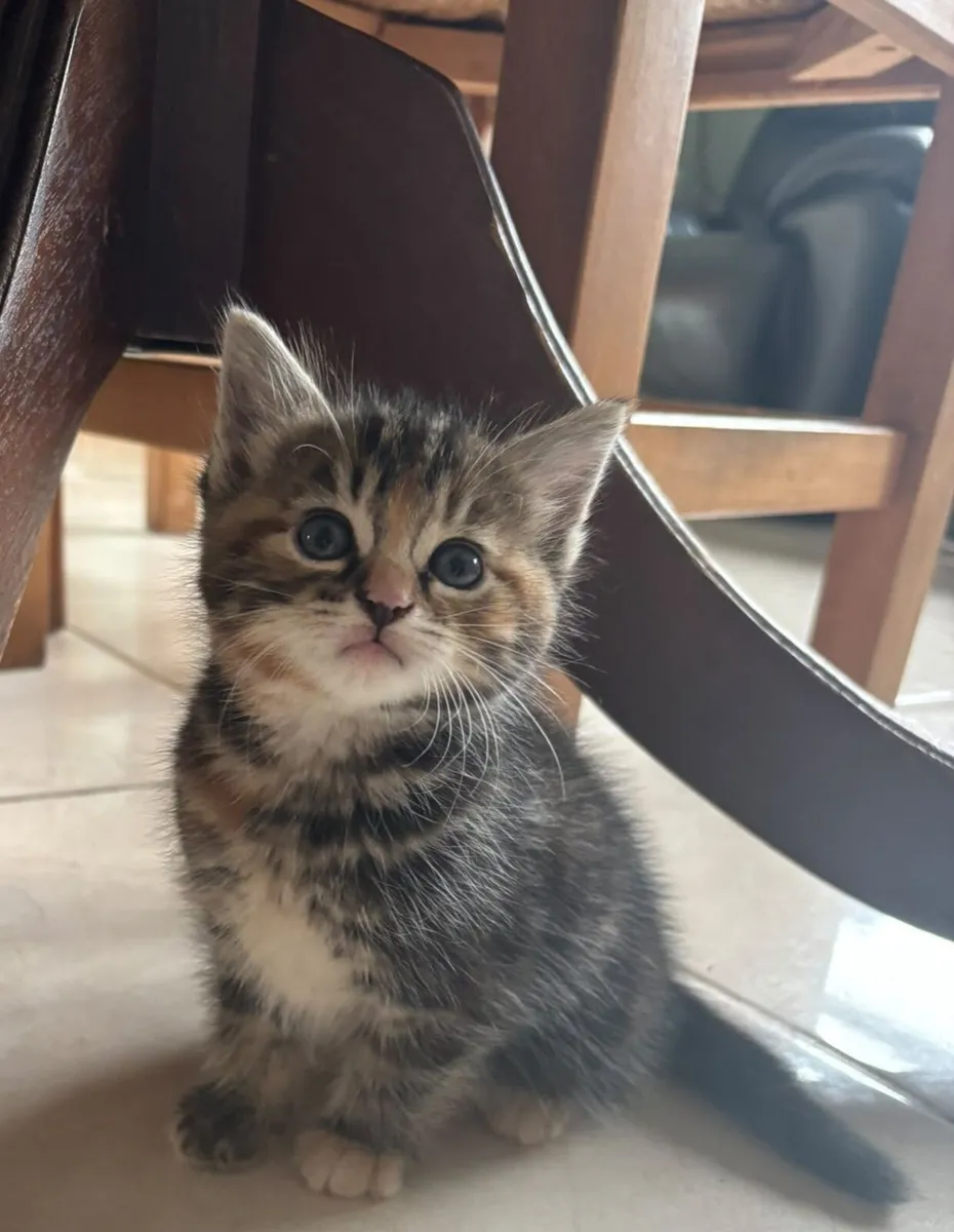 Kittens - Image 1