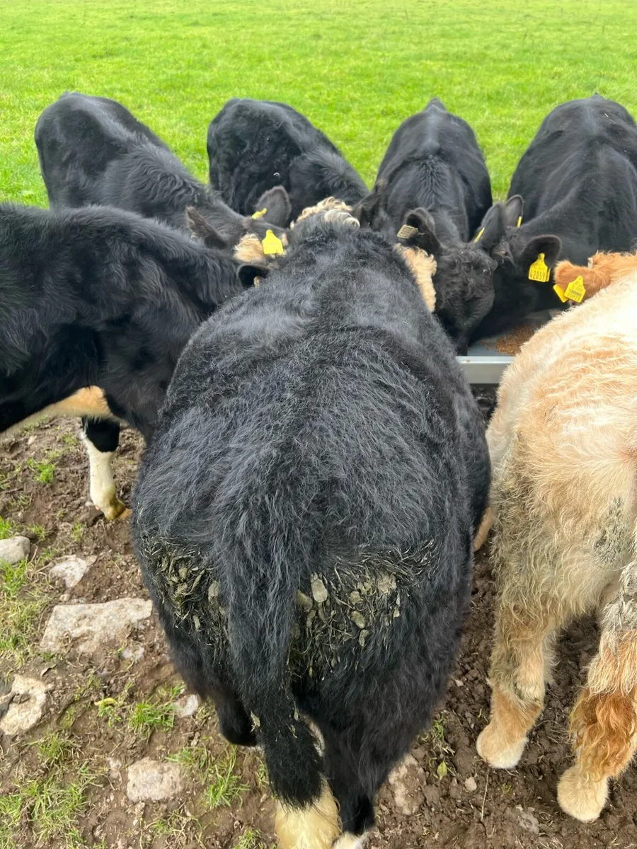 10 bull weanlings - Image 2