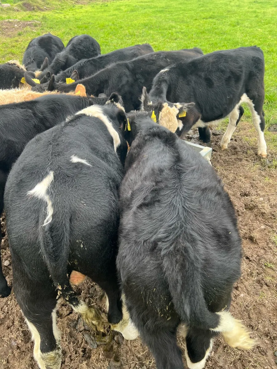 10 bull weanlings - Image 3
