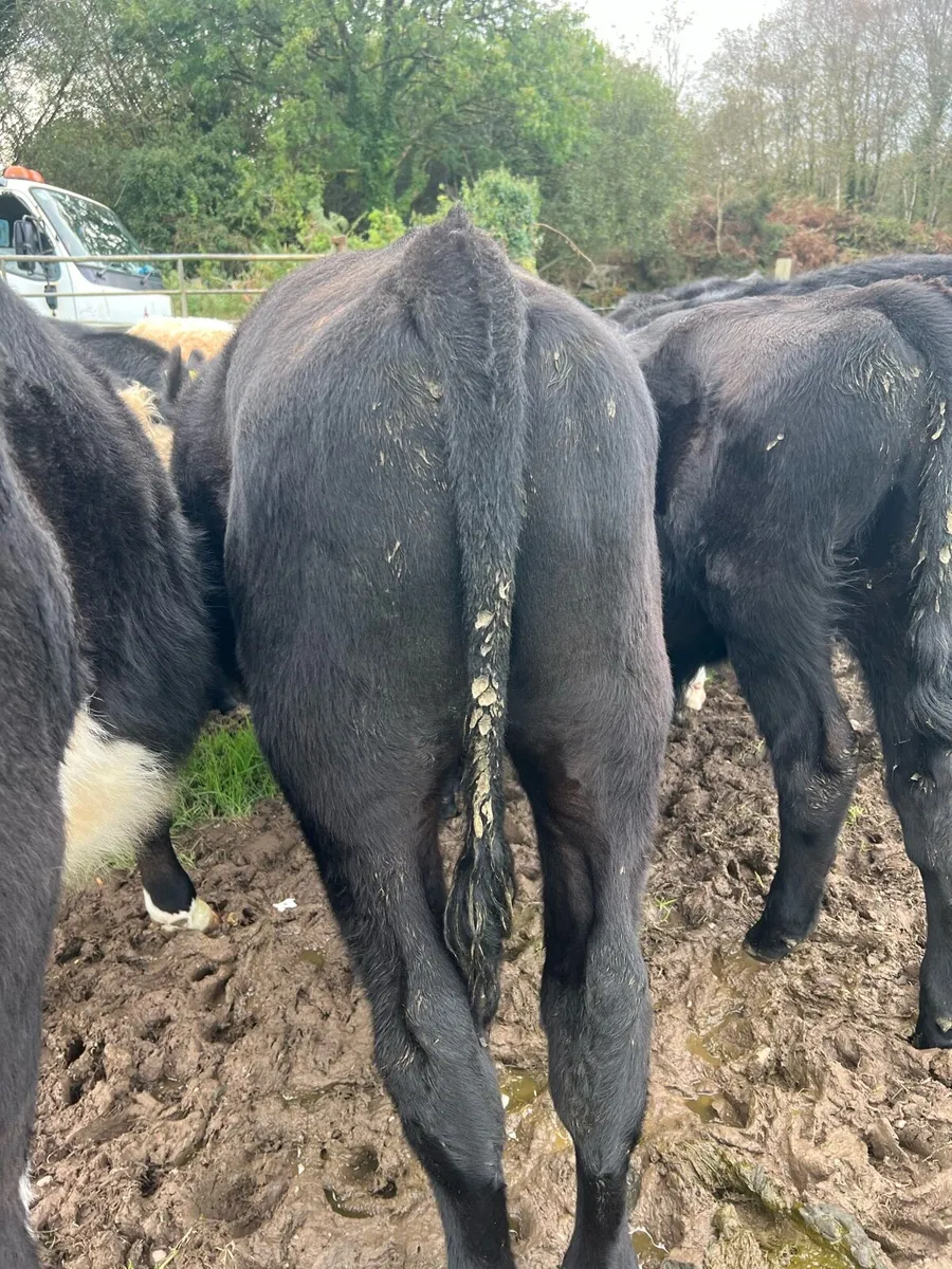 10 bull weanlings - Image 4