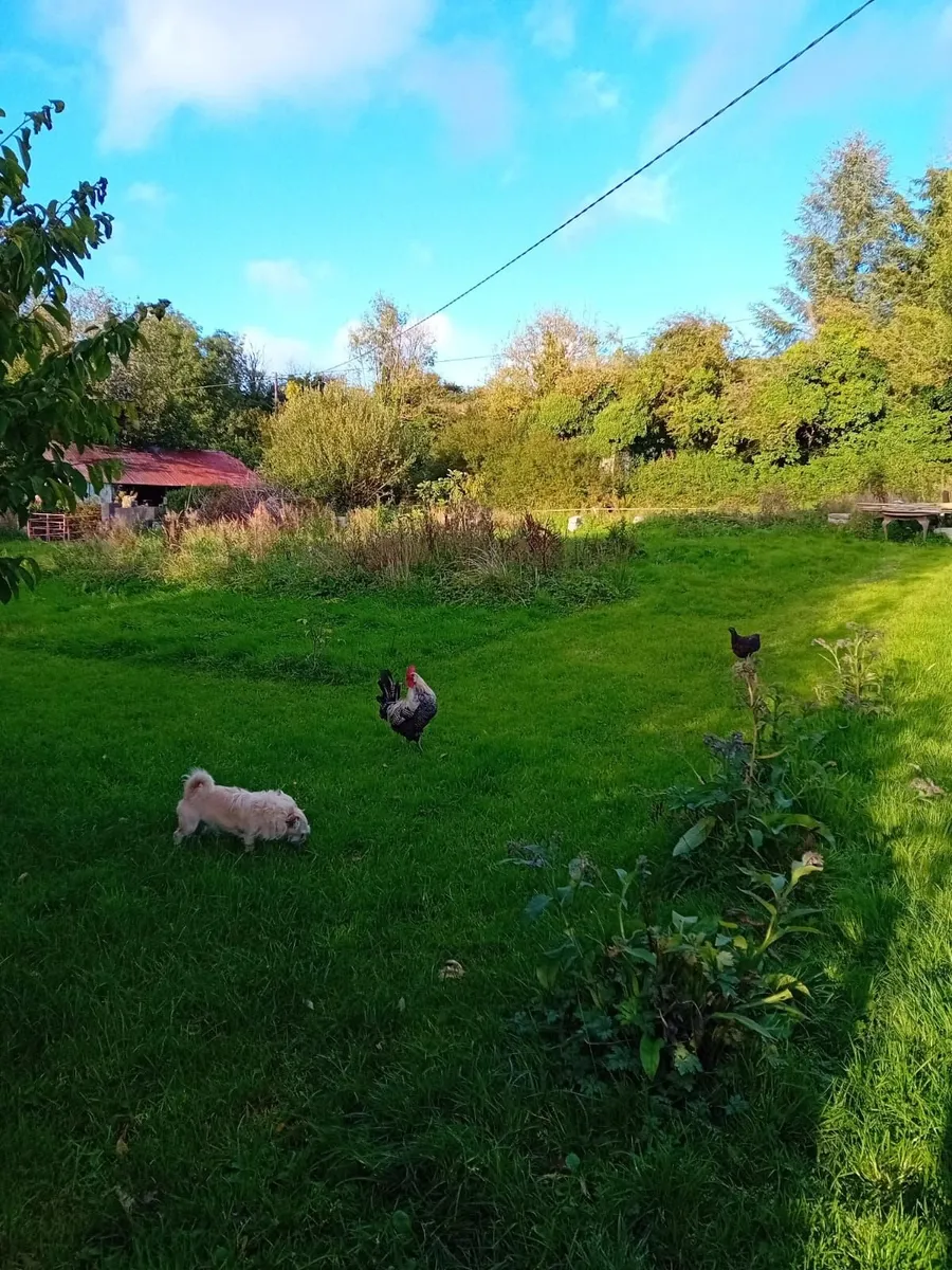 LEITRIM House Bungalow FOR SALE - Image 4